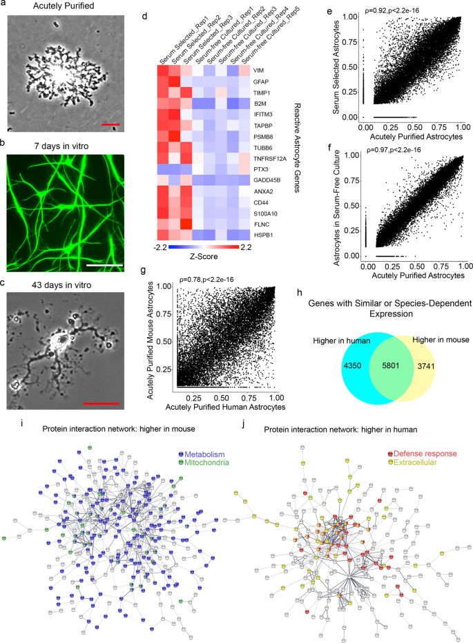 Conservation And Divergence Of Vulnerability And Responses To Stressors Between Human And Mouse Astrocytes Nature Communications Conservation And Divergence Of Vulnerability And Responses To Stressors Between Human And Mouse Astrocytes Nature Communications