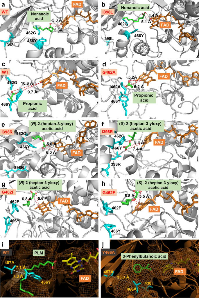 Fig. 7: MD simulations for gaining insight into the origins of the improved activity and stereoselectivity of CvFAPs.