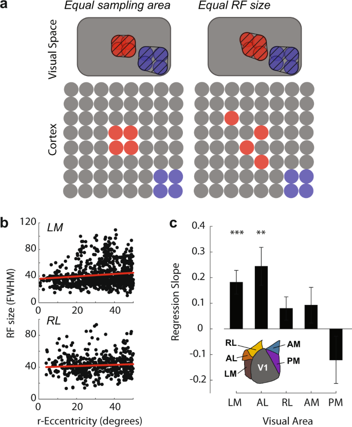 Fig. 6: Receptive fields in three higher visual areas are larger at greater eccentricities.