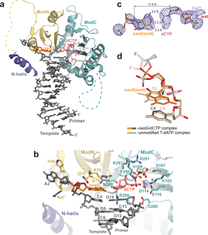 Structural Basis Of Dna Synthesis Opposite 8 Oxoguanine By Human Primpol Primase Polymerase Nature Communications