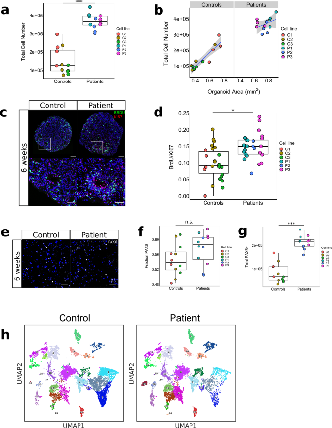 Cortical Overgrowth In A Preclinical Forebrain Organoid Model Of Cntnap2 Associated Autism Spectrum Disorder Nature Communications