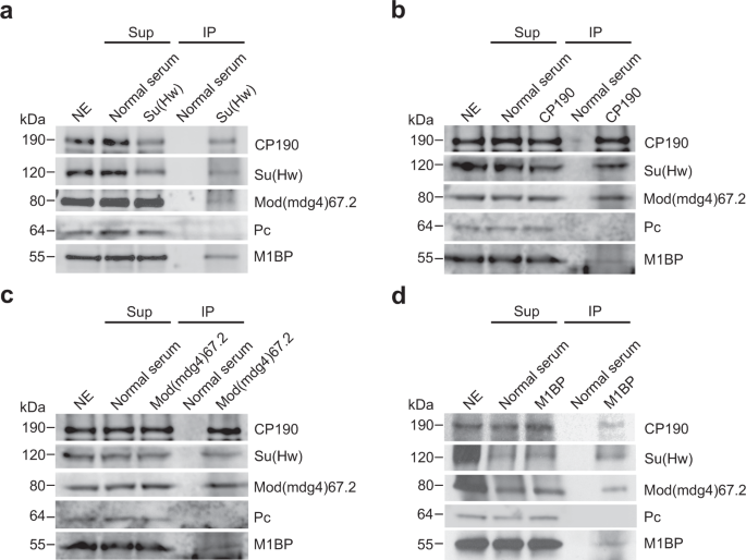 Fig. 1: Co-immunoprecipitation of core gypsy components with M1BP.