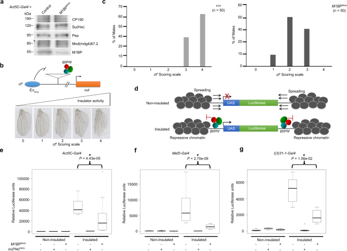 Fig. 2: M1BP promotes gypsy-dependent enhancer-blocking and barrier activities.