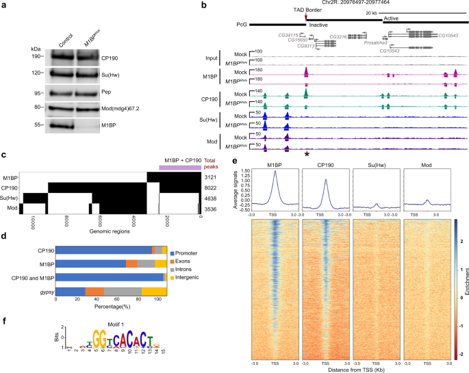 Fig. 3: M1BP extensively colocalizes specifically with CP190 throughout the genome.