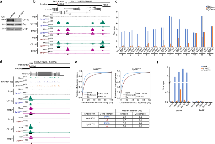 Fig. 6: M1BP association with chromatin is facilitated by CP190 at a subset of sites.