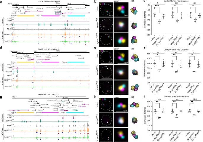 Fig. 8: Knockdown of M1BP increases local inter-TAD and intra-TAD genome compaction.