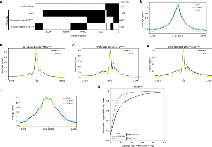 Fig. 9: Depletion of M1BP reduces the chromatin accessibility near TAD borders genome-wide.