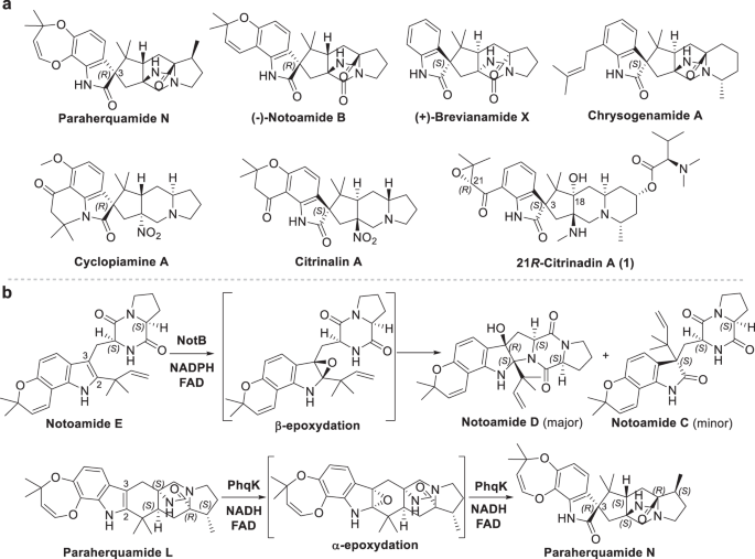 Fig. 1: Representative 3R- and 3S-spirooxindole PIAs and FPMOs.