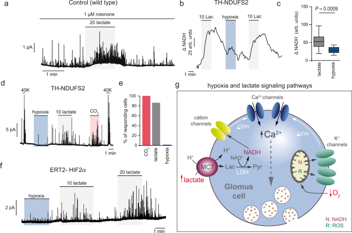 Lactate sensing mechanisms in arterial chemoreceptor cells 