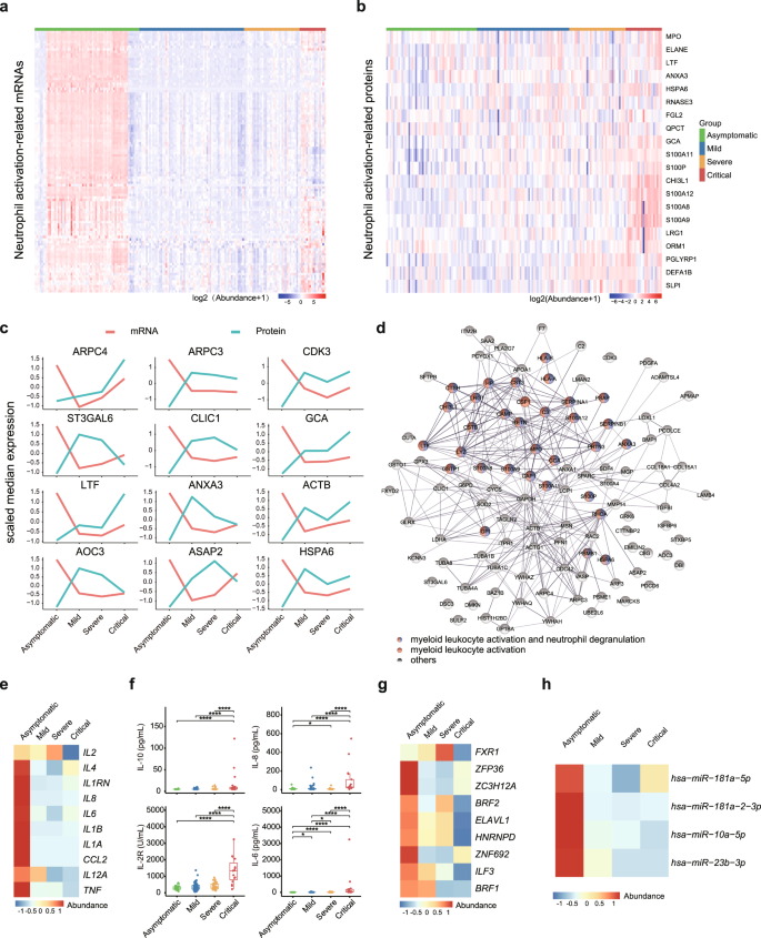 Fig. 4: Distinct neutrophil status and “cytokine paradox” within asymptomatic and critically ill COVID-19 patients.