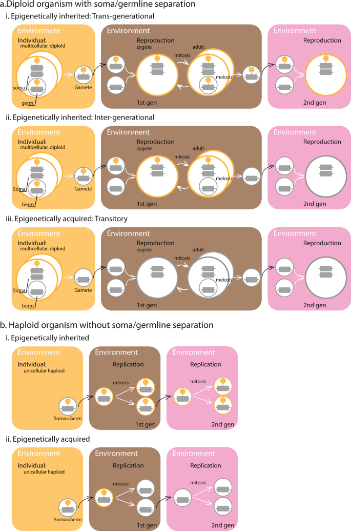 Epigenetic Memories And The Evolution Of Infectious Diseases Nature Communications Epigenetic Memories And The Evolution Of Infectious Diseases Nature Communications