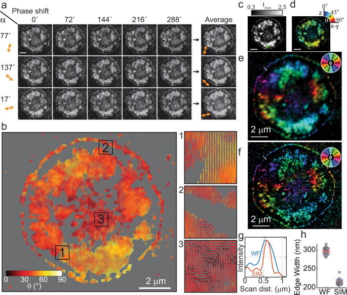 Turn-key mapping of cell receptor force orientation and magnitude using a  commercial structured illumination microscope | Nature Communications
