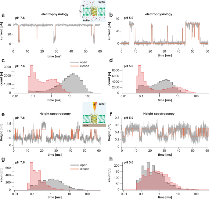 Fig. 2: Single channel electrophysiology and HS-AFM height spectroscopy recordings of OmpG in lipid bilayers.