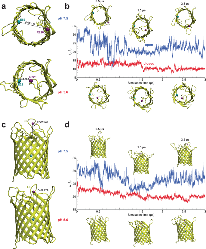 Fig. 3: pH-dependent gating analysis of OmpG using molecular dynamics simulations.