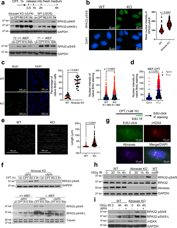 Abraxas Suppresses Dna End Resection And Limits Break Induced Replication By Controlling Slx4 Mus81 Chromatin Loading In Response To Top1 Inhibitor Induced Dna Damage Nature Communications Abraxas Suppresses Dna End Resection And Limits Break Induced Replication By Controlling Slx4 Mus81 Chromatin Loading In Response To Top1 Inhibitor Induced Dna Damage Nature Communications