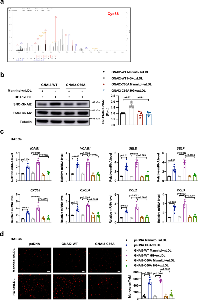 Fig. 2: Inhibition of GNAI2 S-nitrosylation at Cys66 alleviates HG- and oxLDL-induced inflammatory response.