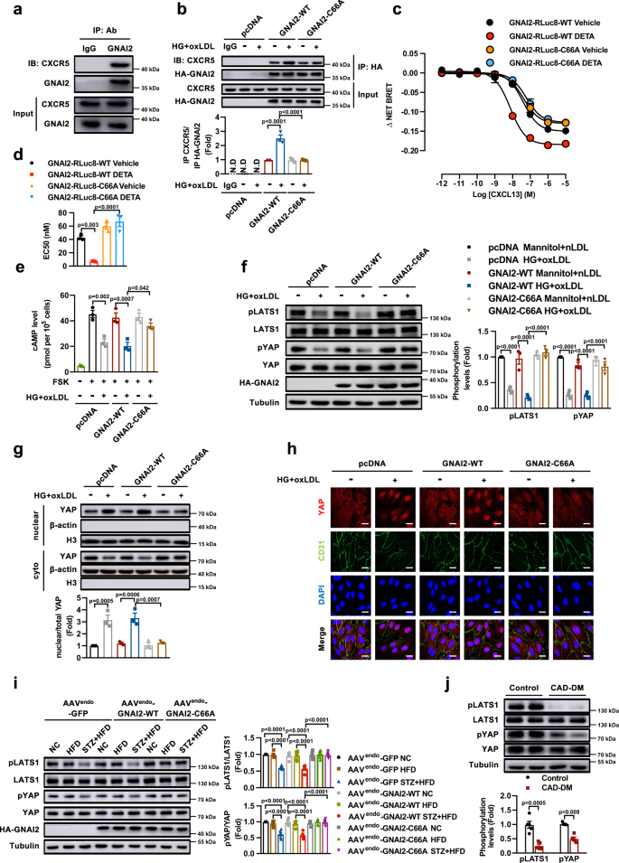 Fig. 4: S-nitrosylation of GNAI2 at Cys66 mediates CXCR5 activation and Hippo-YAP pathway dysfunction.