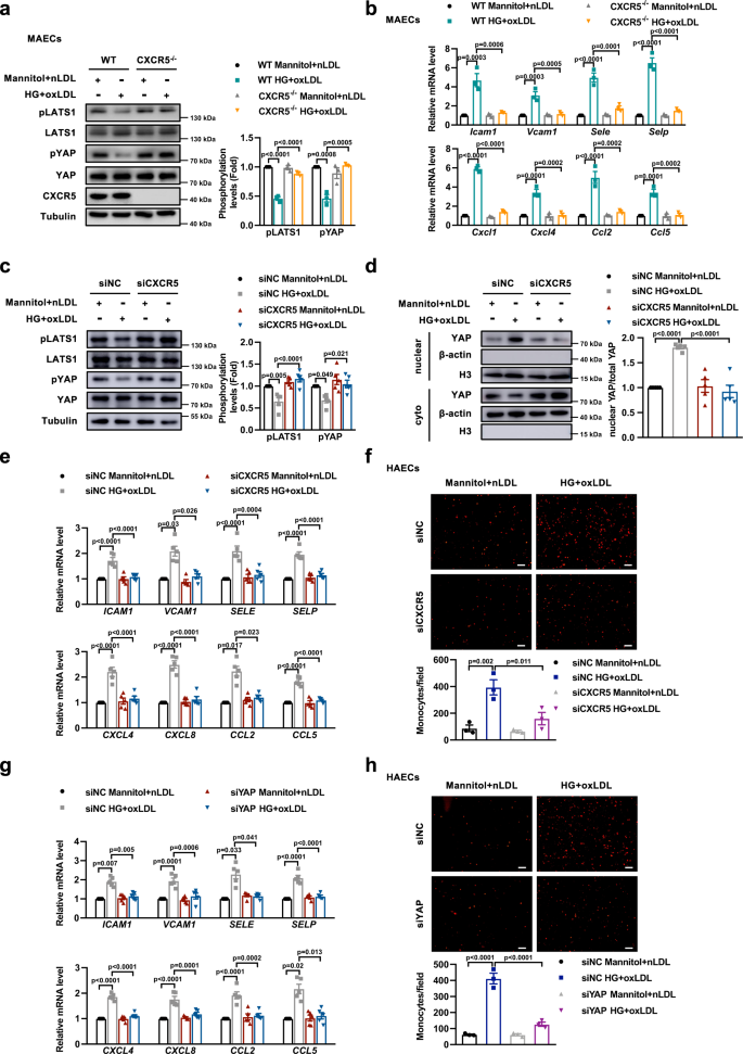 Fig. 5: Inactivation of CXCR5-Hippo-YAP pathway improves endothelial inflammation and monocyte adhesion induced by HG and oxLDL.