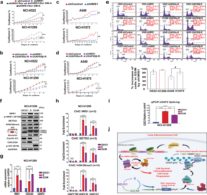 Akt3 Mediated Iws1 Phosphorylation Promotes The Proliferation Of Egfr Mutant Lung Adenocarcinomas Through Cell Cycle Regulated U2af2 Rna Splicing Nature Communications