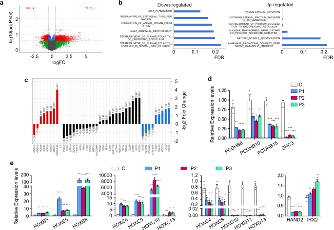 Fig. 3: Genes involved in development and differentiation are deregulated in CdLS patient-derived cells.