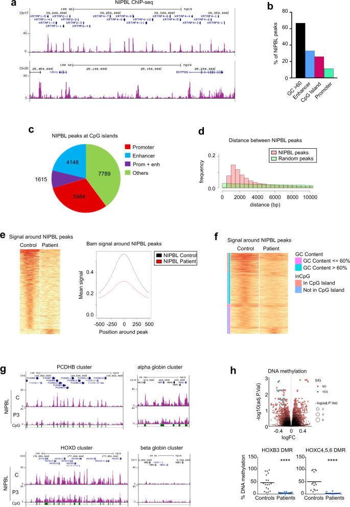 Fig. 4: Genome-wide distribution of NIPBL in CdLS-derived cells.