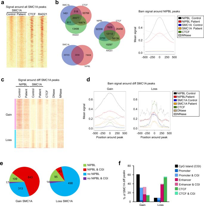 Fig. 5: Genome-wide distribution of SMC1A in CdLS-derived cells.