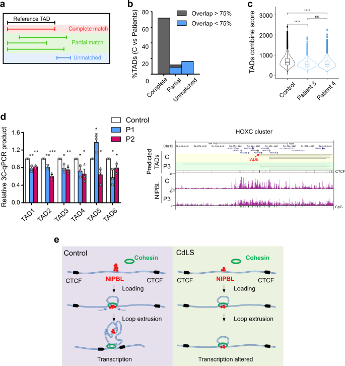 Fig. 7: Reduction of chromatin contacts in CdLS patient-derived fibroblasts.