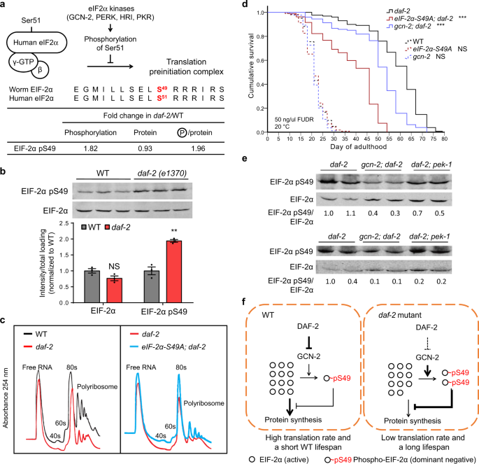 Insulin signaling regulates longevity through protein 