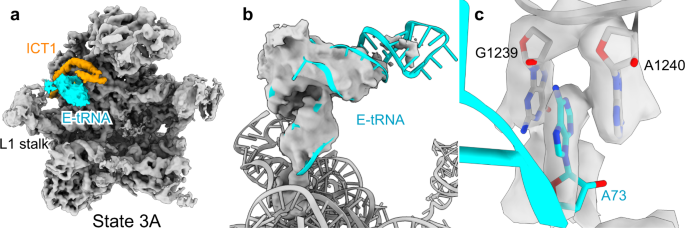 Fig. 4: Binding of E-site tRNA to immature mitoribosomes.
