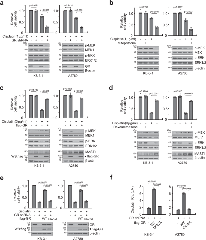 Cisplatin Mediated Activation Of Glucocorticoid Receptor Induces Platinum Resistance Via Mast1 Nature Communications Cisplatin Mediated Activation Of Glucocorticoid Receptor Induces Platinum Resistance Via Mast1 Nature Communications