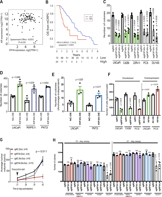 Fig. 2: KIF4A is an AR-independent driver gene in metastatic prostate cancer.