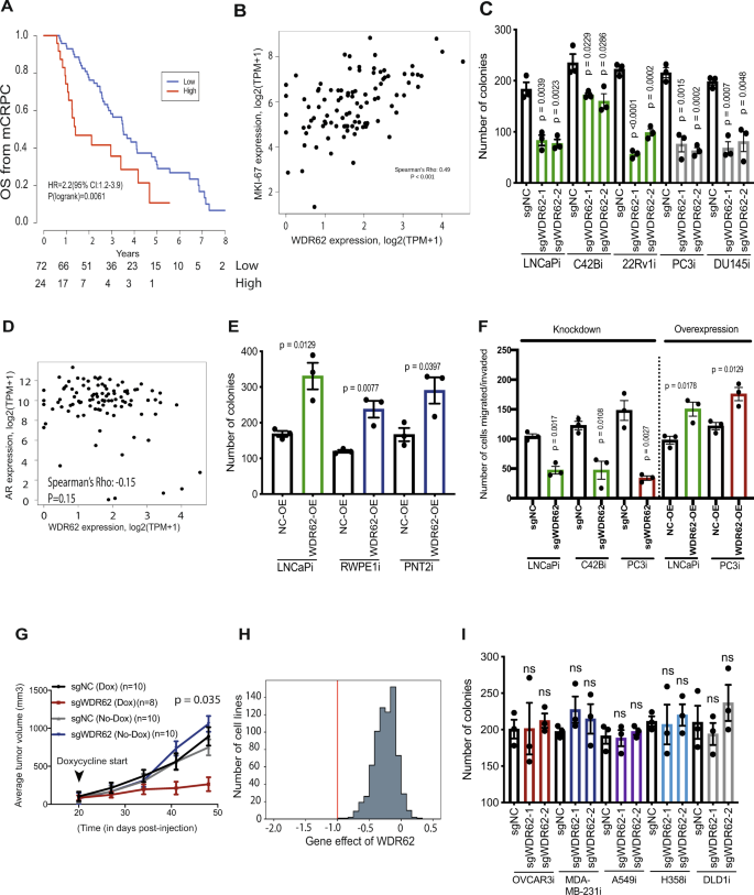 Fig. 3: WDR62 is an uncharacterized prostate cancer driver gene.