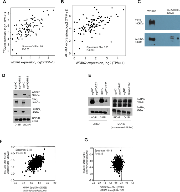 Fig. 4: WDR62 mediates the stability of the TPX2/AURKA protein complex in prostate cancer.