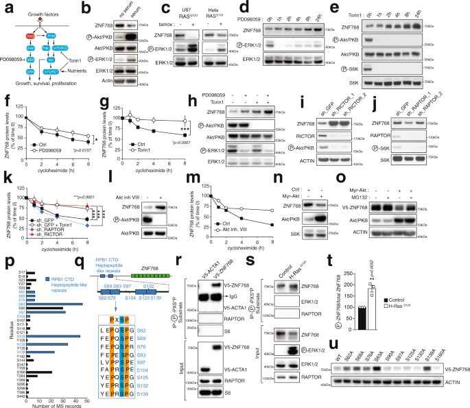 Fig. 1: Identification of ZNF768 as a phosphoprotein destabilized upon RAS activation.