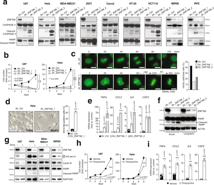 Fig. 2: ZNF768 depletion blocks proliferation and induces senescence-like features.