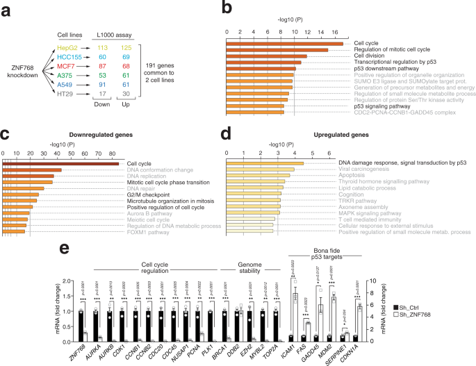 Fig. 3: ZNF768 depletion affects the expression of key genes controlling proliferation and senescence.