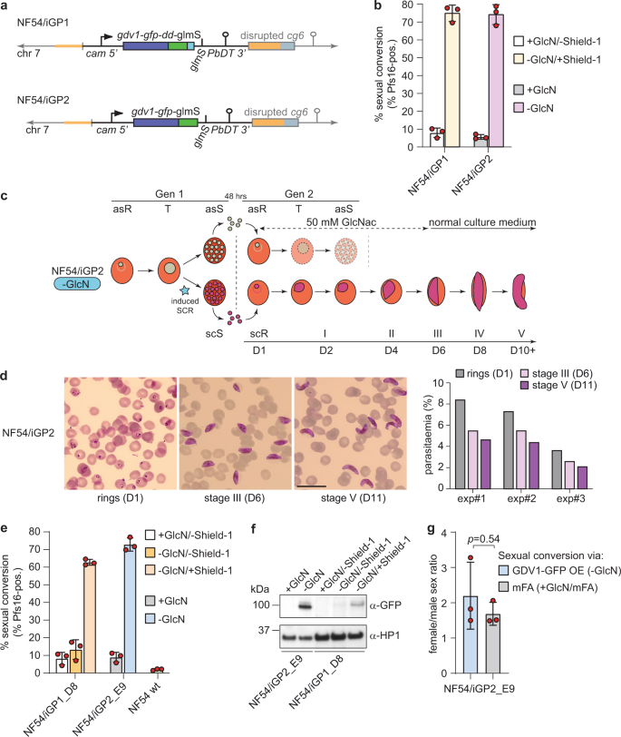 Fig. 2: Description of the inducible gametocyte producer lines NF54/iGP1 and NF54/iGP2.