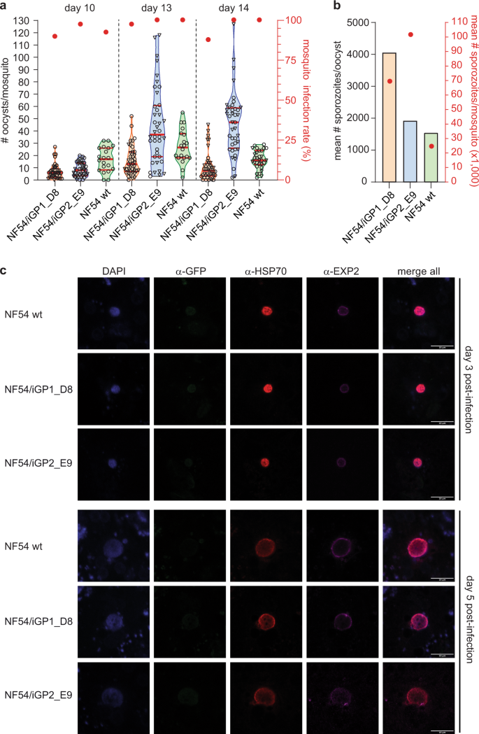 crispr cas9 engineered inducible gametocyte producer lines as a valuable tool for plasmodium falciparum malaria transmission research nature communications