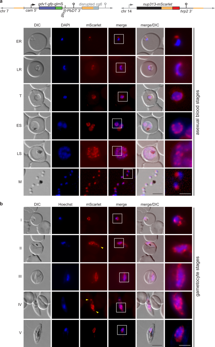 crispr cas9 engineered inducible gametocyte producer lines as a valuable tool for plasmodium falciparum malaria transmission research nature communications