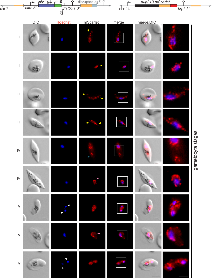 Fig. 5: Nuclei in stage II–V gametocytes undergo marked morphological transformations.