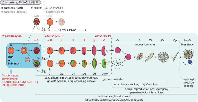 Fig. 6: Scheme depicting the simple induction protocol for the routine mass production of NF54/iGP gametocytes and potential applications for future research.
