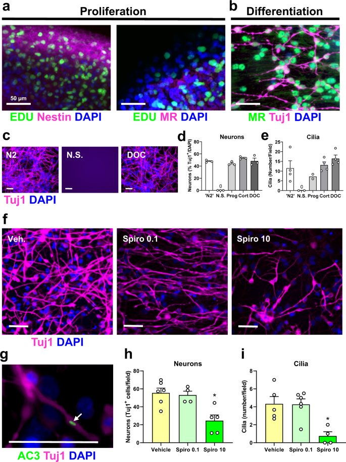 Fig. 10: MR-mediated control of differentiation of and ciliogenesis in human foetal neuronal progenitor cells (hfNPCs).