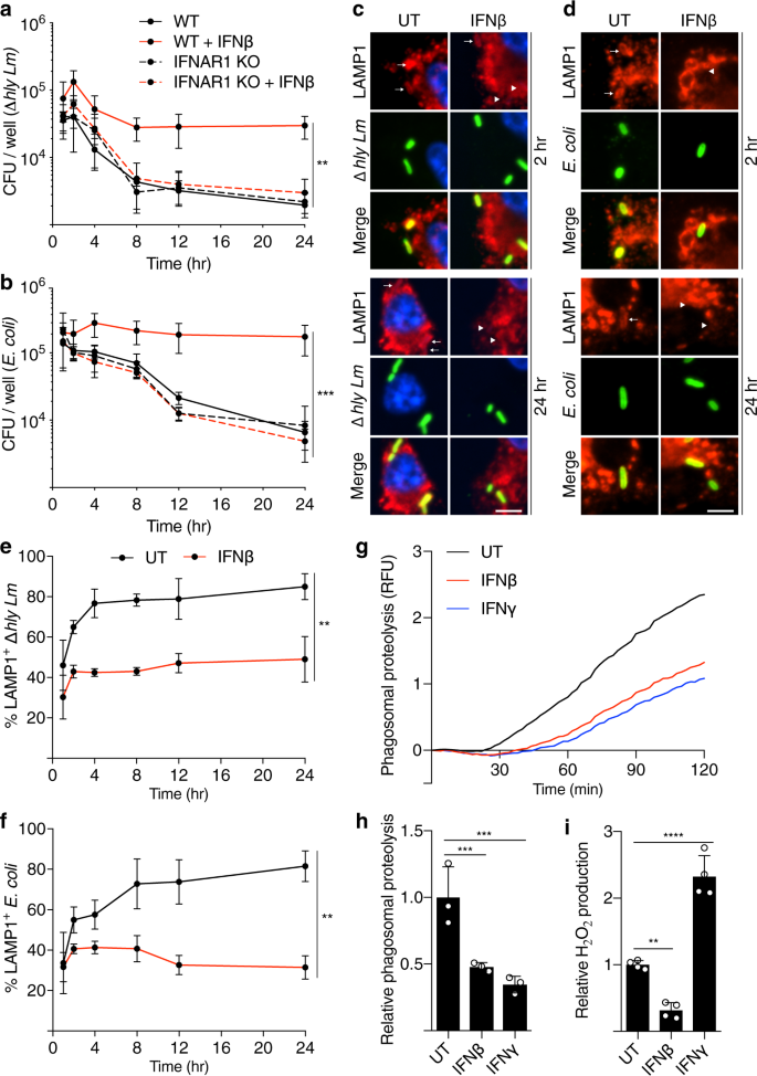 Listeria Exploits Ifitm3 To Suppress Antibacterial Activity In Phagocytes Nature Communications Listeria Exploits Ifitm3 To Suppress Antibacterial Activity In Phagocytes Nature Communications