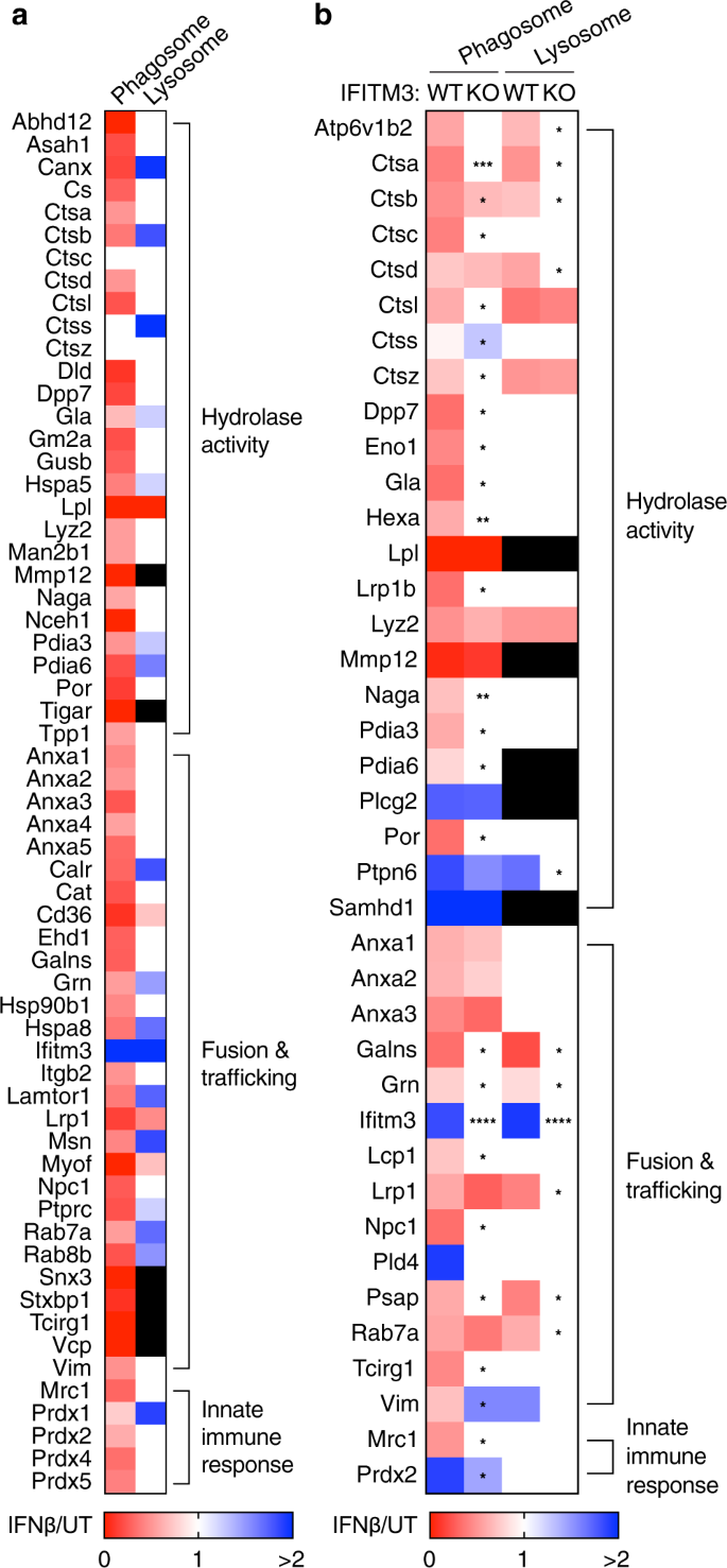 Fig. 2: Type I IFN inhibits the delivery of hydrolase activity-related proteins to phagosomes.
