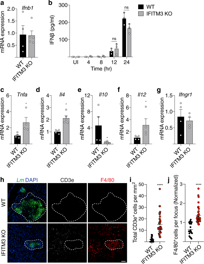 Fig. 7: IFITM3 modulates cytokine signaling and immune cell recruitment.