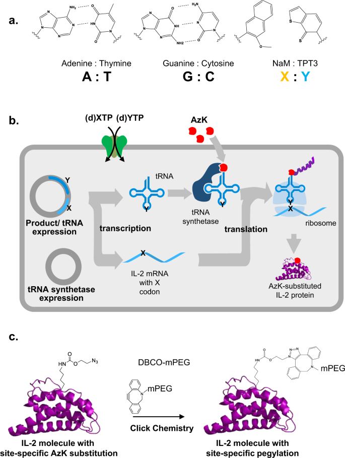 An Engineered Il 2 Reprogrammed For Anti Tumor Therapy Using A Semi Synthetic Organism Nature Communications