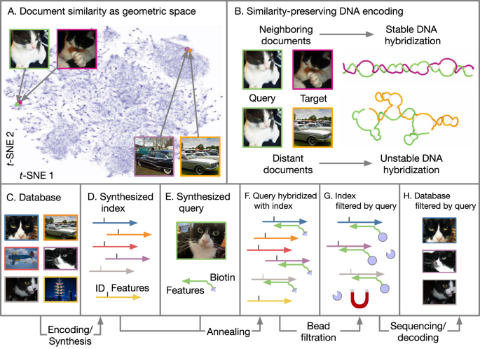 Fig. 1: Overview DNA-based similarity search.