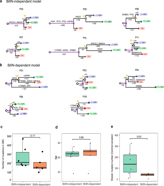 Fig. 3: Phylogenetic trees of gallbladder tumors.