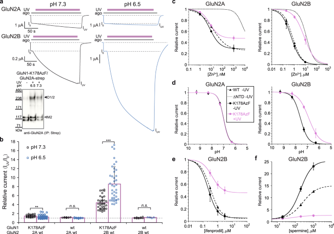 The GluN1, GluN2A, and GluN2B pre-M1 linker is intolerant to genetic