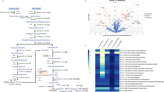 Fig. 3: Postulated myo-inositol metabolic pathway via proteogenomic analysis.